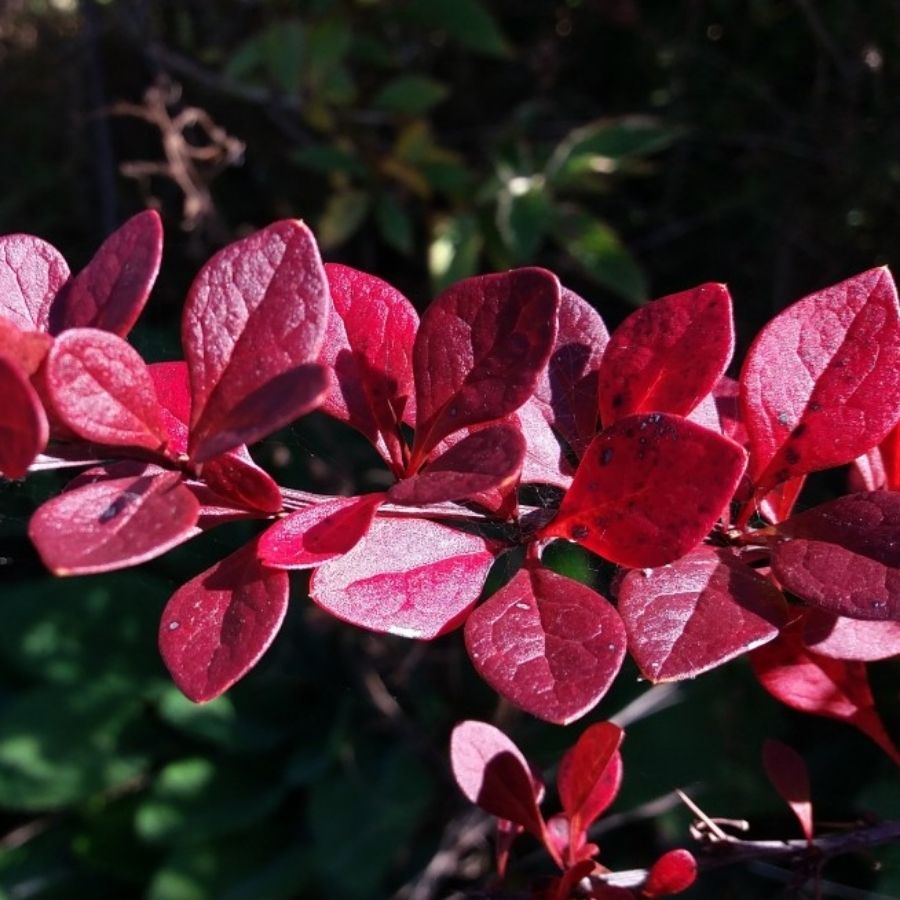 Барбарис Тунберга Ред Дж, С2 Барбарис Тунберга Ред Дж, С2 - Dolina-Sad.Ru
