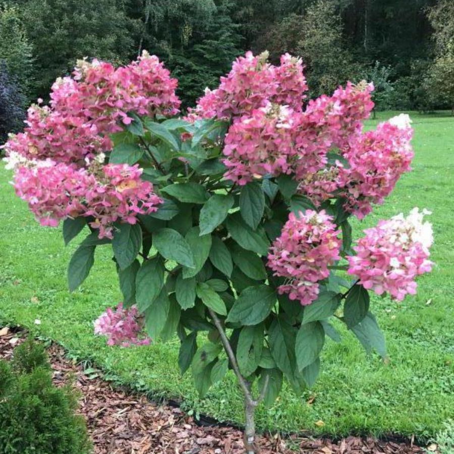 Гортензия метельчатая Канделайт на штамбе Гортензия метельчатая Канделайт на штамбе - Dolina-Sad.Ru