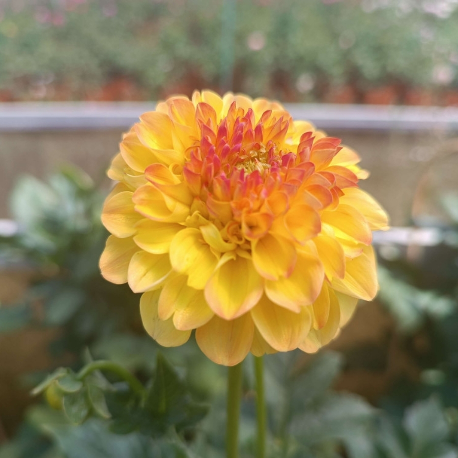 Георгина Санни Бой Георгина Санни Бой - Dolina-Sad.Ru