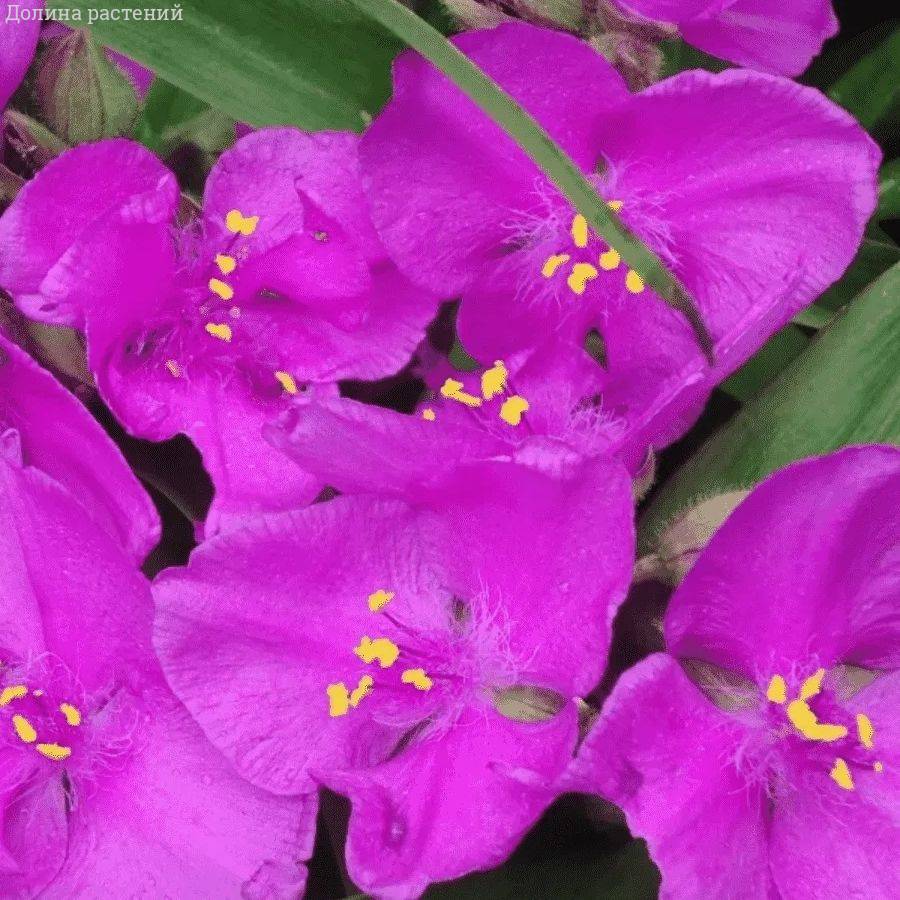 Традесканция андерсона Карминглут Традесканция андерсона Карминглут - Dolina-Sad.Ru