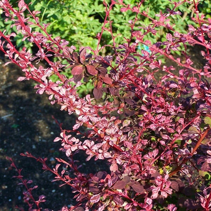 Барбарис Тунберга Пинк Этрекш, С2 - Dolina-Sad.Ru