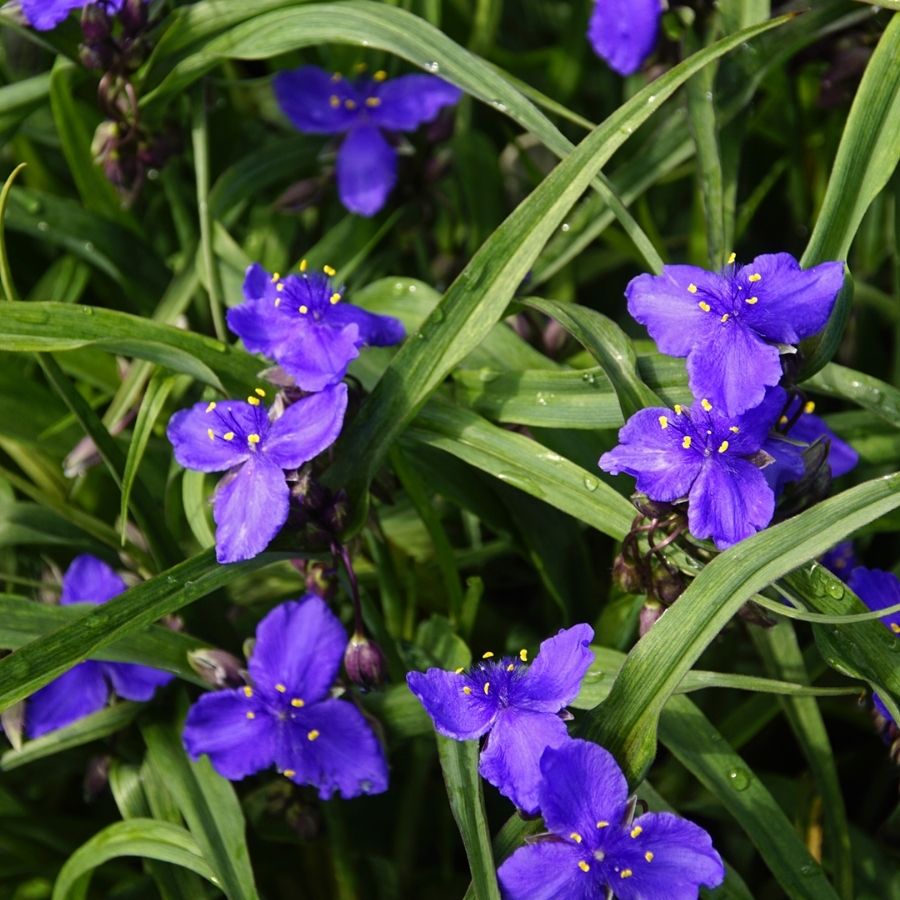 Традесканция андерсона Леонора Традесканция андерсона Леонора - Dolina-Sad.Ru