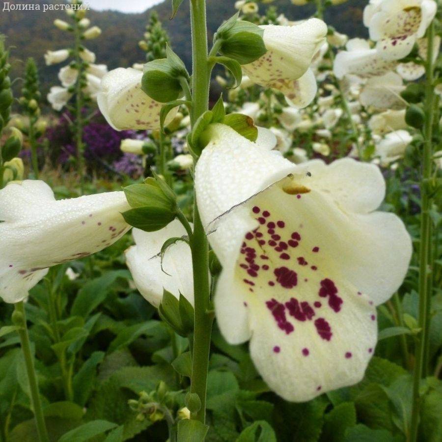 Наперстянка пурпурная Виртуоза Вайт Наперстянка пурпурная Виртуоза Вайт - Dolina-Sad.Ru