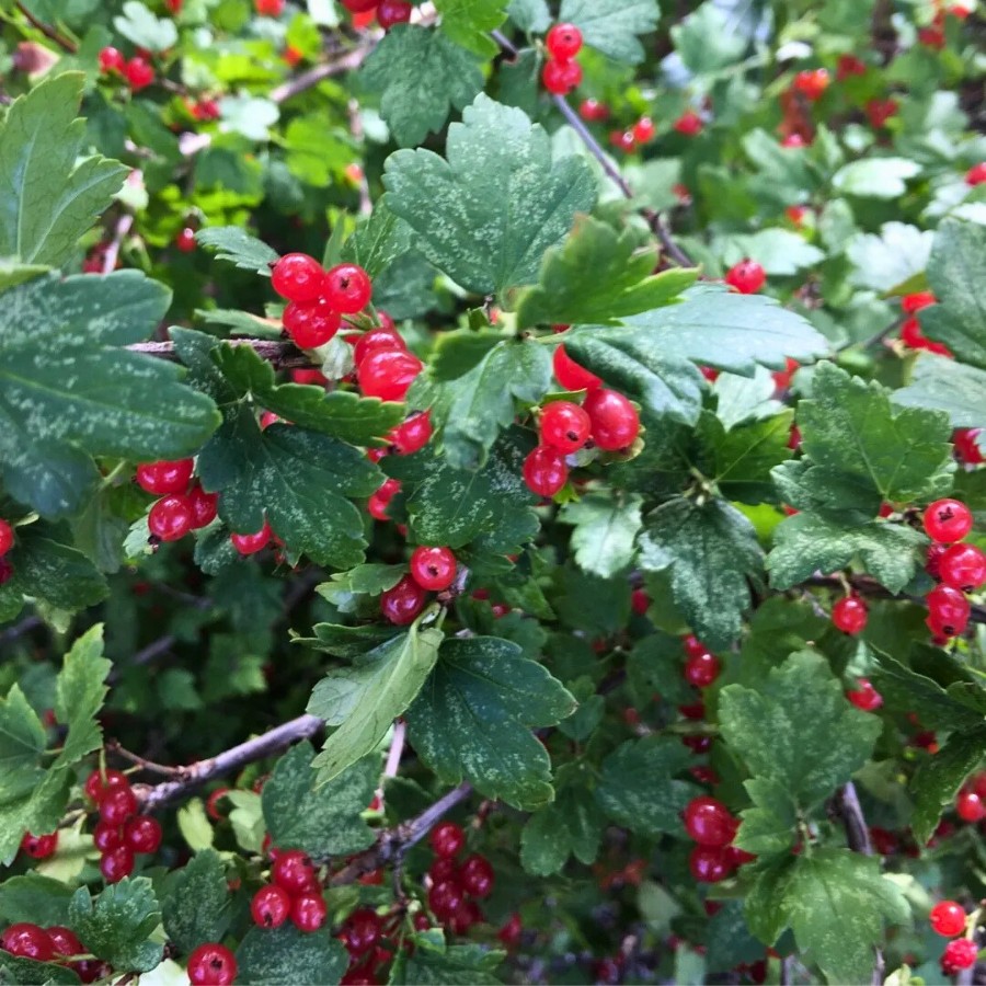 Смородина альпийская, С3 - Dolina-Sad.Ru