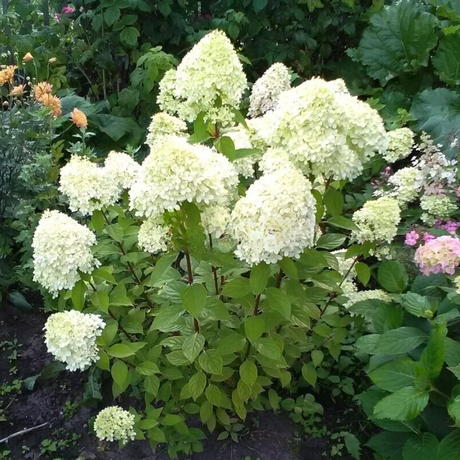 Гортензия метельчатая Би Хеппи, С2 Гортензия метельчатая Би Хеппи, С2 - Dolina-Sad.Ru