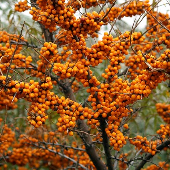 Облепиха садовая Облепиха садовая фото
