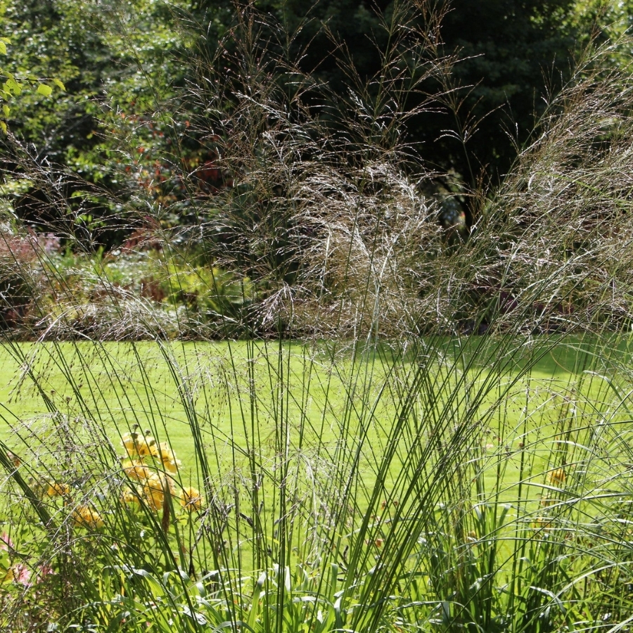 Молиния тростниковая Транспарент - Dolina-Sad.Ru