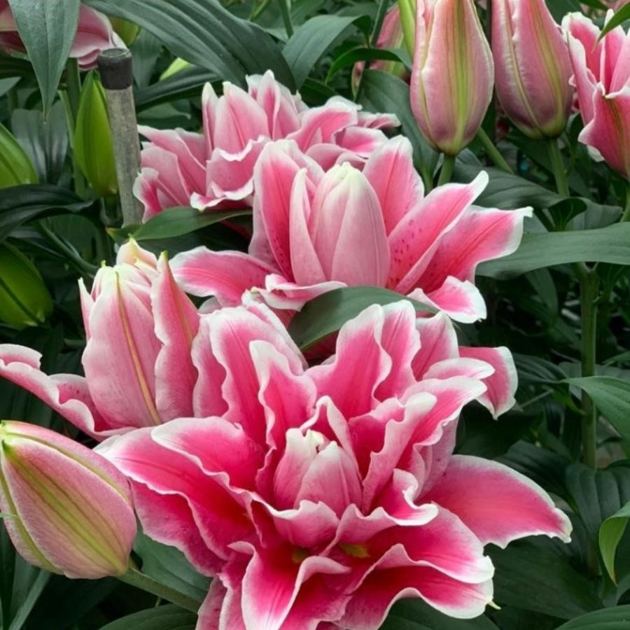 Лилия Роузлили Бьянка Лилия Роузлили Бьянка - Dolina-Sad.Ru