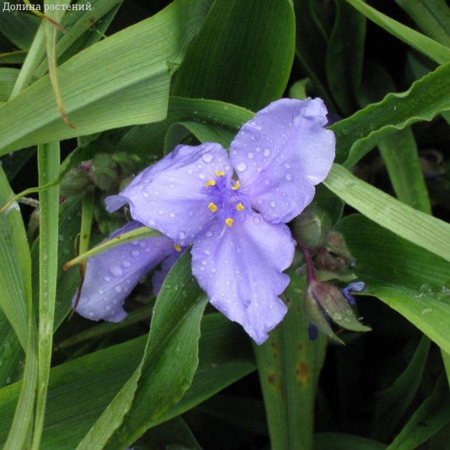 Традесканция андерсона Леонора Традесканция андерсона Леонора - Dolina-Sad.Ru