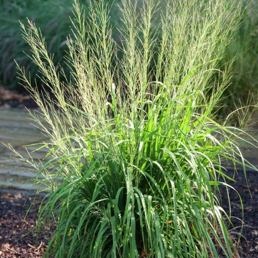 Молиния тростниковая Транспарент - Dolina-Sad.Ru