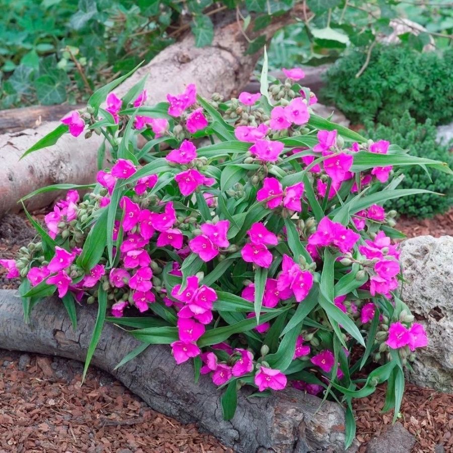 Традесканция андерсона Карминглут Традесканция андерсона Карминглут - Dolina-Sad.Ru