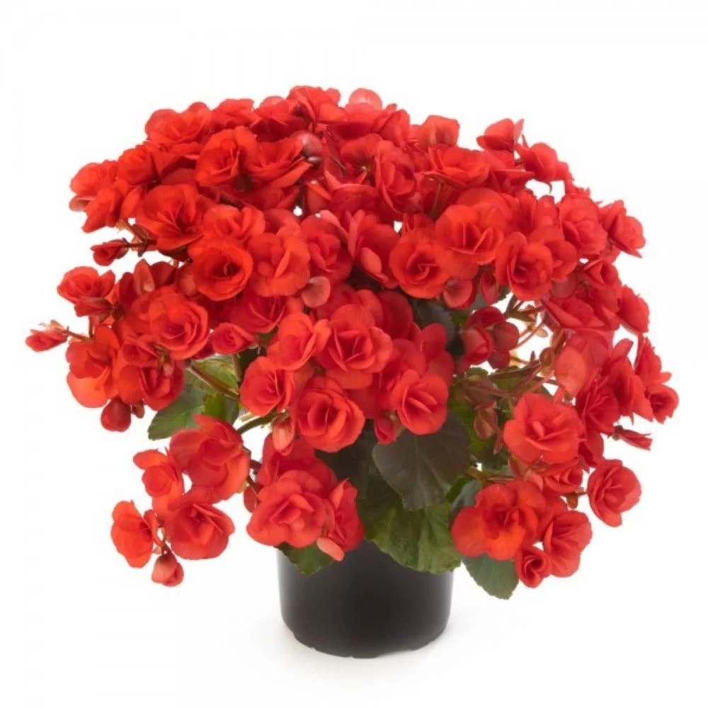 Бегония Элтиор Вероника - Dolina-Sad.Ru