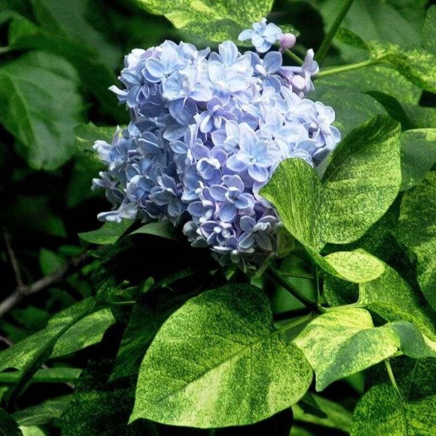 Сирень обыкновенная Аукубафолия, С3 Сирень обыкновенная Аукубафолия, С3 - Dolina-Sad.Ru