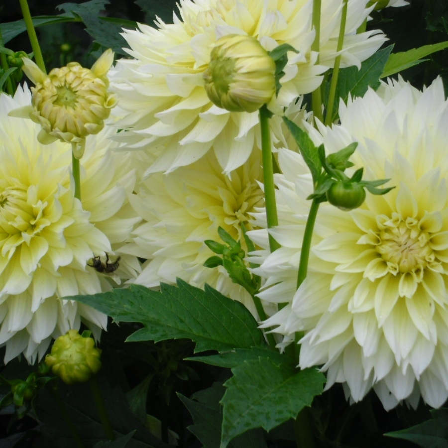 Георгина Мияма Фубуки Георгина Мияма Фубуки - Dolina-Sad.Ru