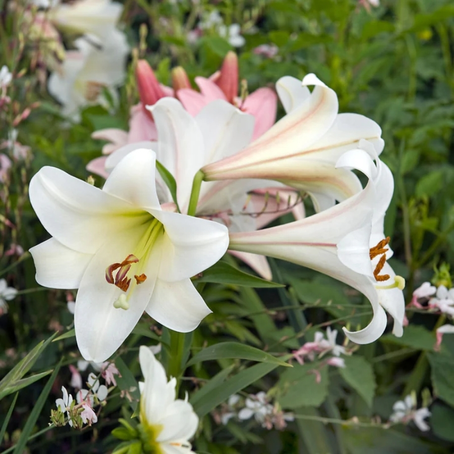 Лилия Вотч Ап Лилия Вотч Ап - Dolina-Sad.Ru