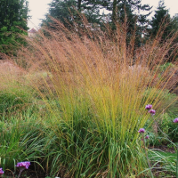 Молиния тростниковая Карл Форстер Молиния тростниковая Карл Форстер фото