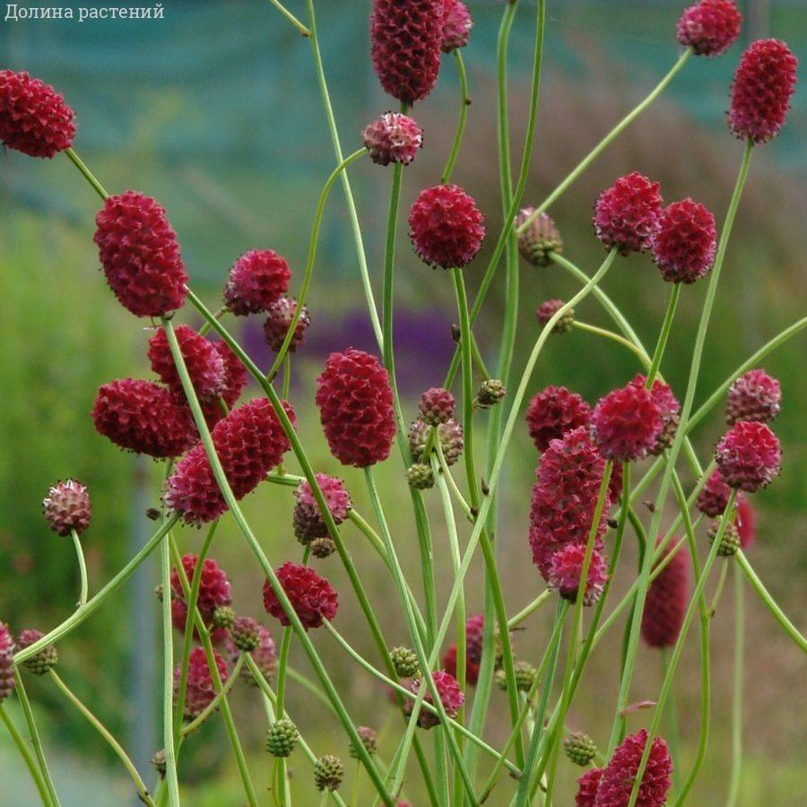 Кровохлебка лекарственная Арнем Кровохлебка лекарственная Арнем - Dolina-Sad.Ru