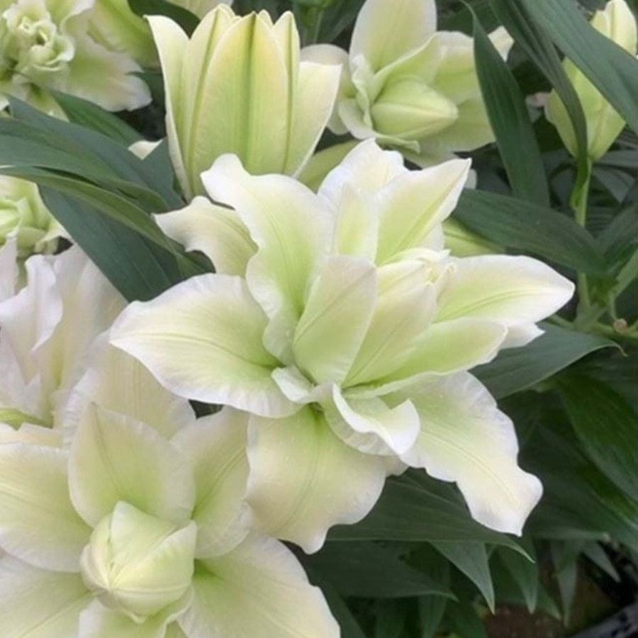 Лилия Роузлили Джоэлла Лилия Роузлили Джоэлла - Dolina-Sad.Ru