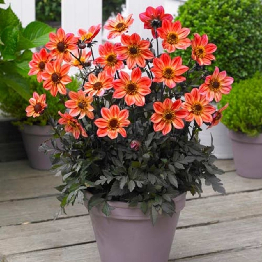 Георгина Хэппи Дэйс Ред Флэйм Георгина Хэппи Дэйс Ред Флэйм - Dolina-Sad.Ru