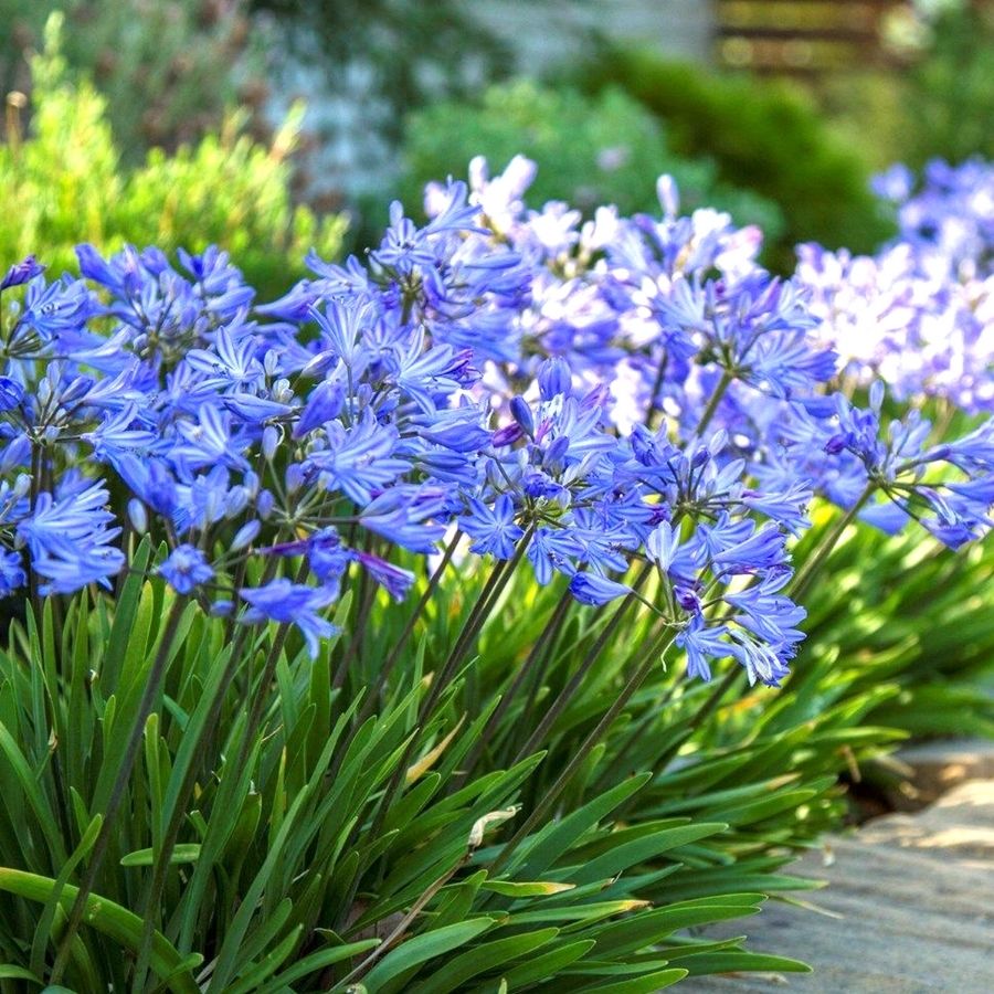 Агапантус Блю Гигант - Dolina-Sad.Ru
