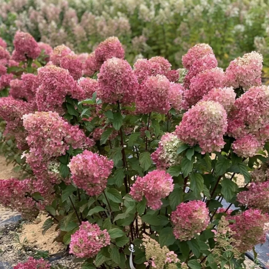 Гортензия метельчатая Краса Лесково, С2 Гортензия метельчатая Краса Лесково, С2 - Dolina-Sad.Ru