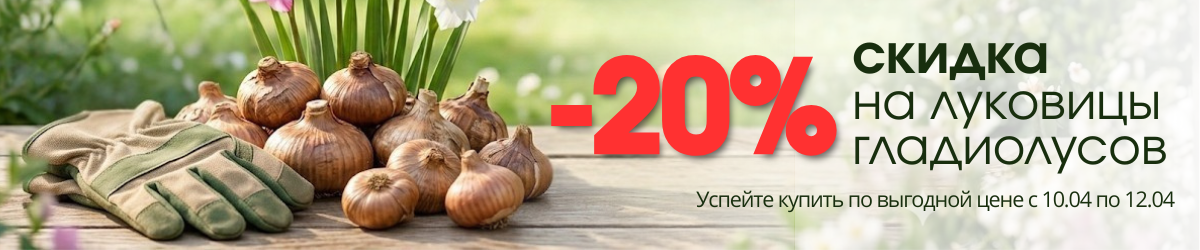 акция на гладиолусы акция на гладиолусы