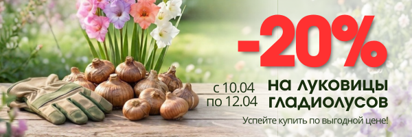 акция на гладиолусы акция на гладиолусы