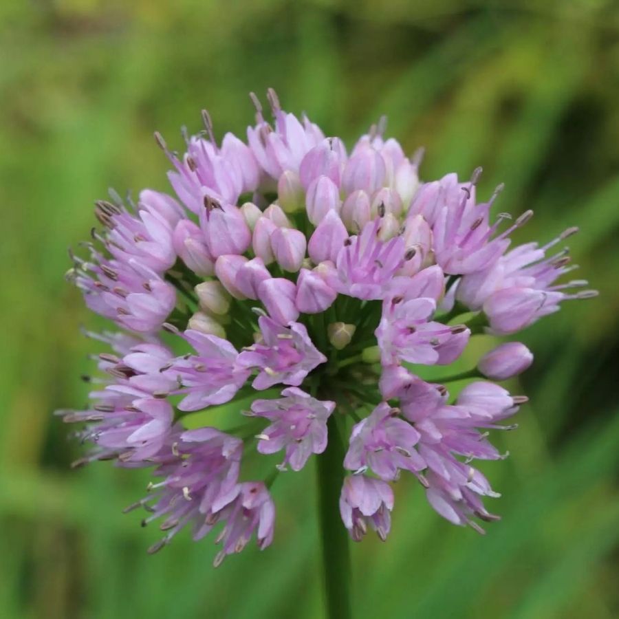 Аллиум сизый Саммер Бьюти Аллиум сизый Саммер Бьюти - Dolina-Sad.Ru