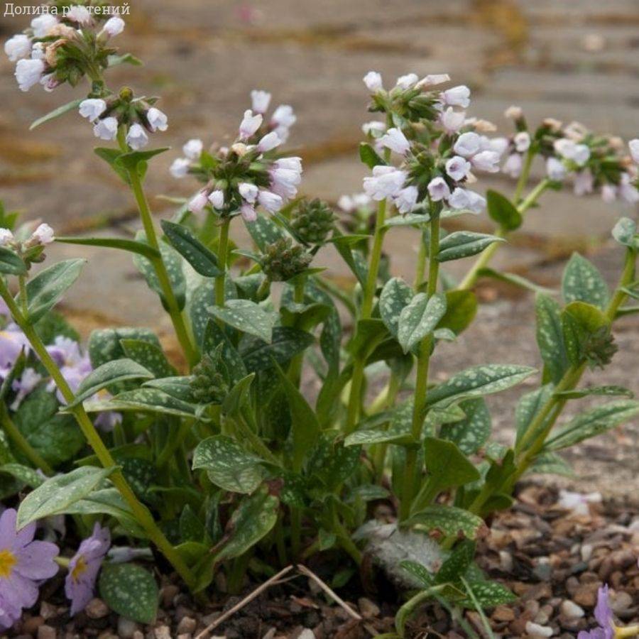 Медуница Миссис Киттл - Dolina-Sad.Ru