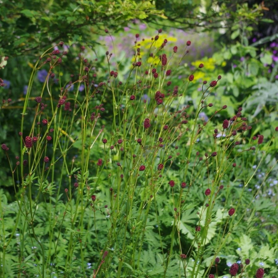 Кровохлебка лекарственная Лум Кровохлебка лекарственная Лум - Dolina-Sad.Ru