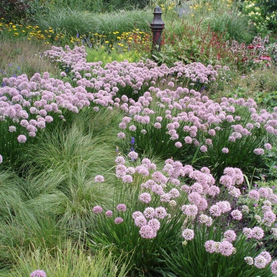 Аллиум сизый Аллиум сизый - Dolina-Sad.Ru