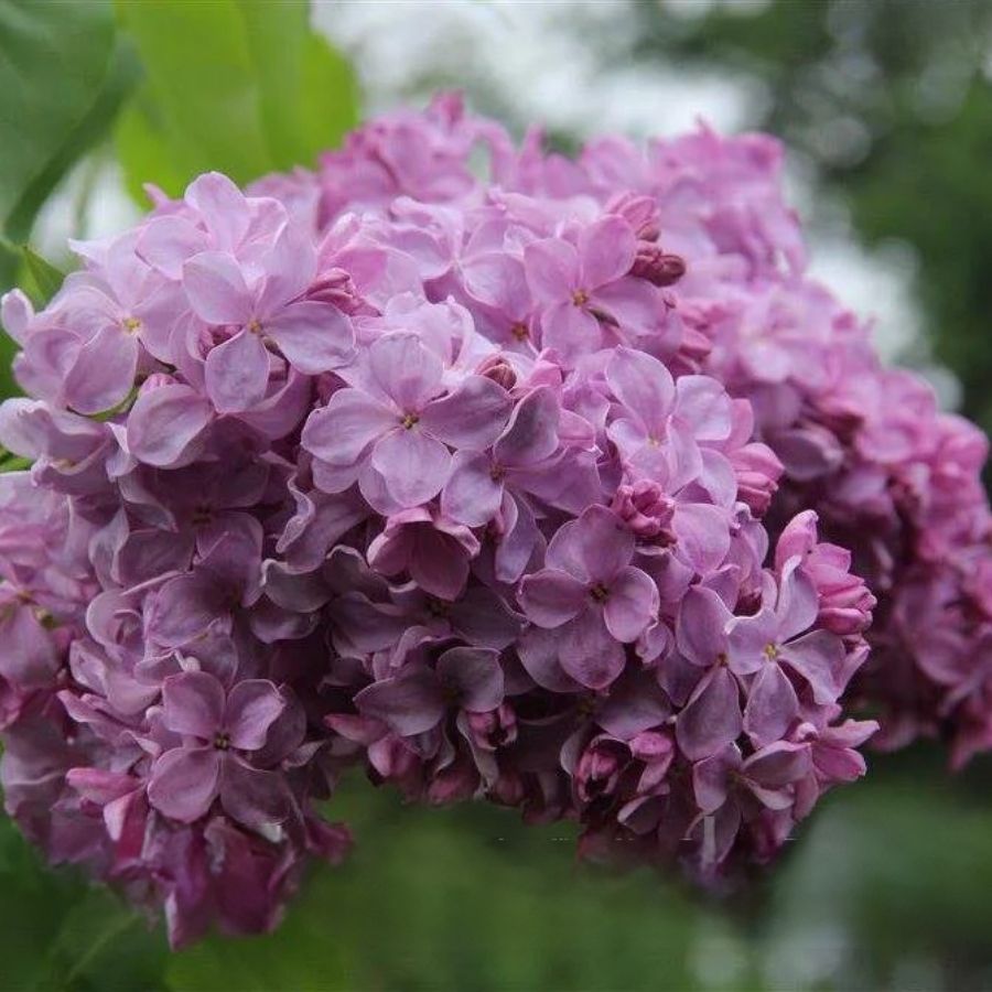 Сирень обыкновенная Маршал Фош, С2 Сирень обыкновенная Маршал Фош, С2 - Dolina-Sad.Ru