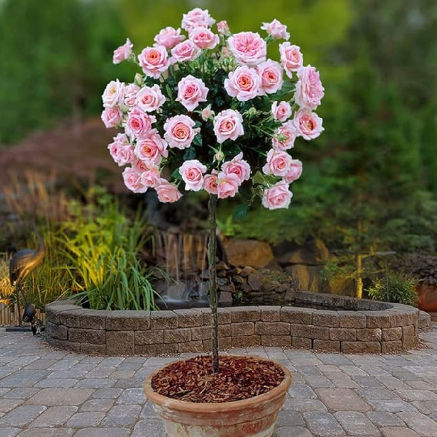 Роза штамбовая Ламинуэтт Роза штамбовая Ламинуэтт - Dolina-Sad.Ru