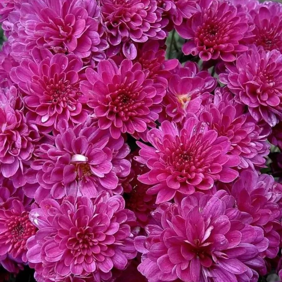 Хризантема мультифлора Бронсоуд Пурпл - Dolina-Sad.Ru