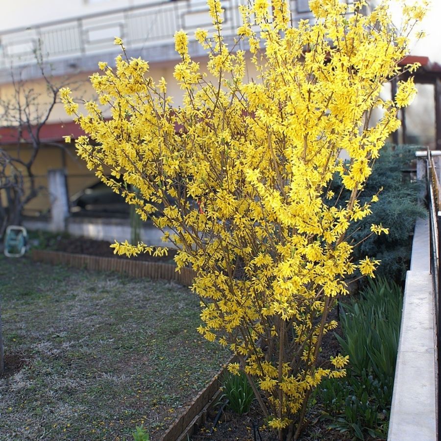 Форзиция промежуточная Курталин, С5 - Dolina-Sad.Ru