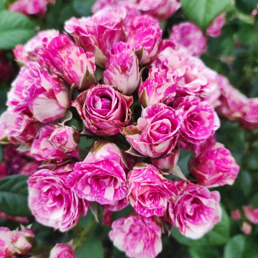 Роза Флешинг в горшке - Dolina-Sad.Ru