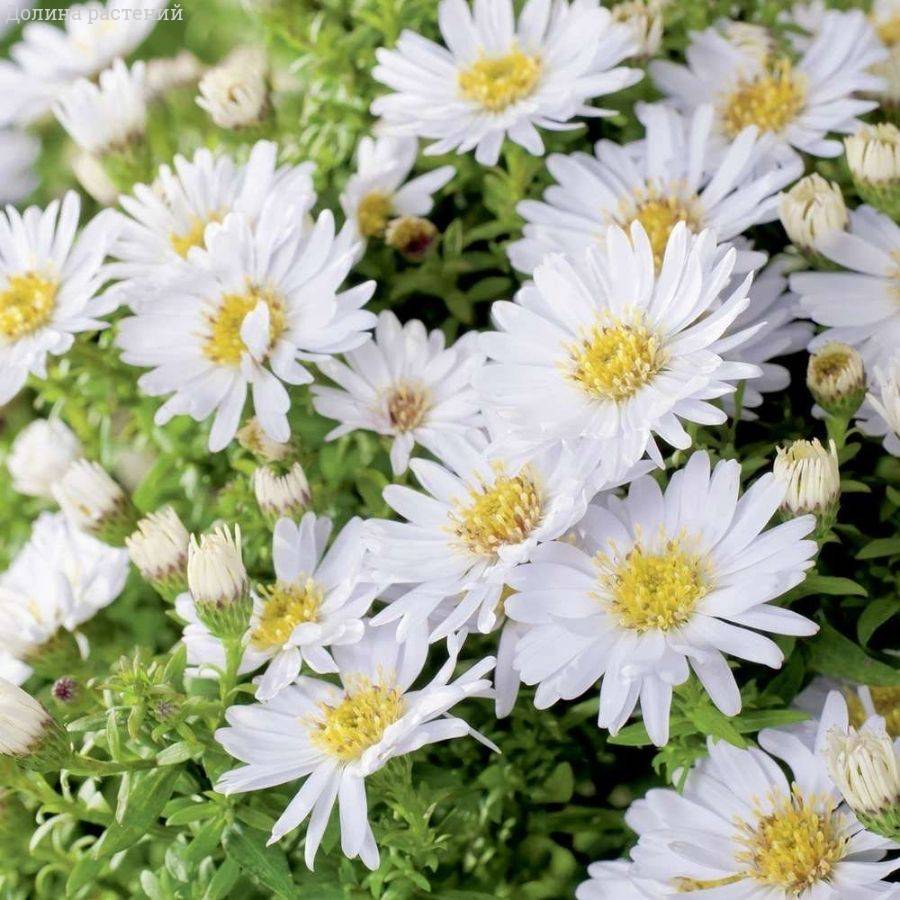 Астра кустарниковая Шнеекисен - Dolina-Sad.Ru