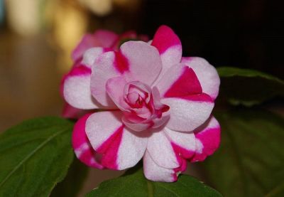 Бальзамин Том Самб Двухцветный Бальзамин Том Самб Двухцветный фото