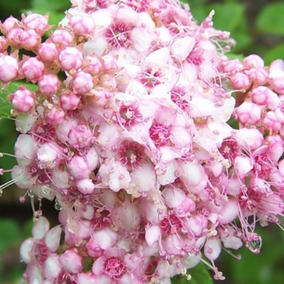 Спирея японская Литл Принцесс - Dolina-Sad.Ru