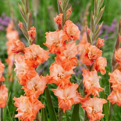 Гладиолус Корал Краш Гладиолус Корал Краш - Dolina-Sad.Ru