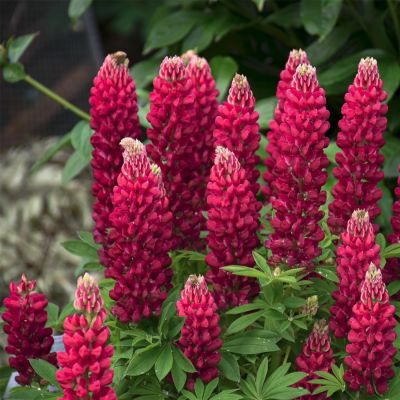 Люпин Ред - Dolina-Sad.Ru