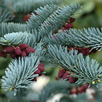 Пихта высокорослая Глаука Пихта высокорослая Глаука фото