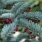 Пихта высокорослая Глаука Пихта высокорослая Глаука фото