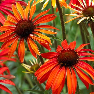 Эхинацея Сомбреро Сангрита Эхинацея Сомбреро Сангрита - Dolina-Sad.Ru