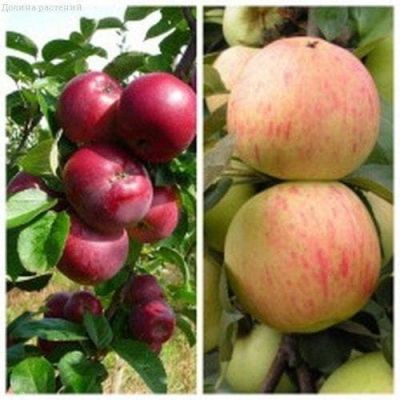 Комплект Яблонь( Спартан+ Юбиляр) Комплект Яблонь( Спартан+ Юбиляр) фото