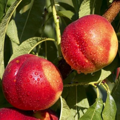 Нектарин Фантазия - Dolina-Sad.Ru