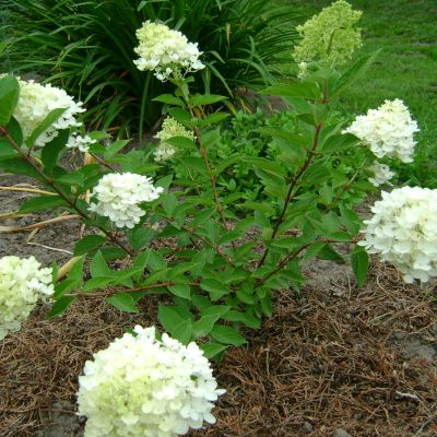 Гортензия метельчатая Бомбшелл фото