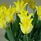 Тюльпан Йеллоу Кроу Тюльпан Йеллоу Кроу фото
