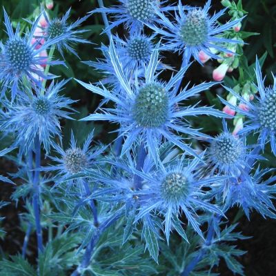 Синеголовник Блю Стар Синеголовник Блю Стар - Dolina-Sad.Ru