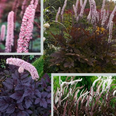 Цимицифуга Пинк Спайк , x Цимицифуга Пинк Спайк , x фото